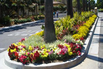 Flower bed and trees